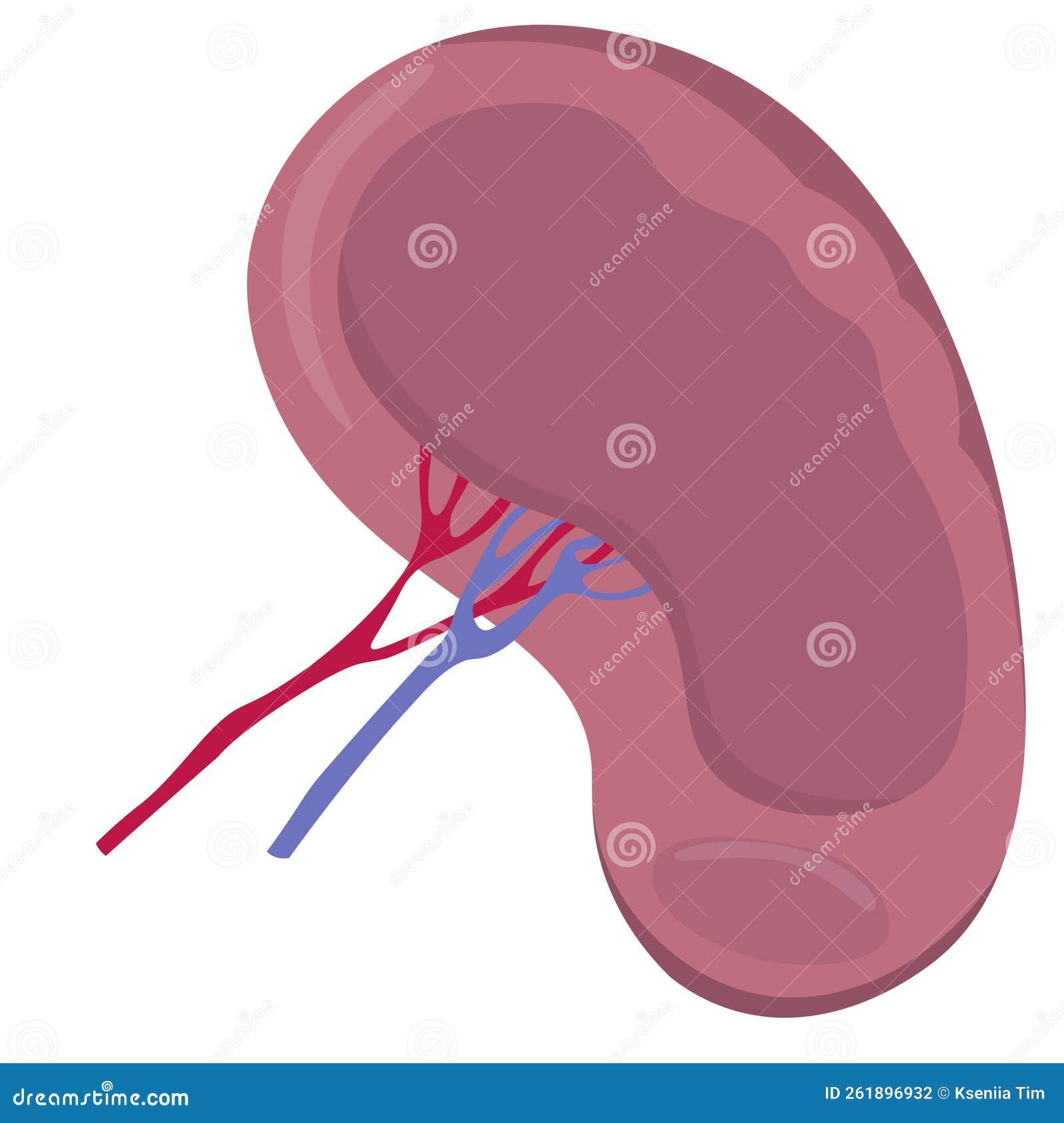 Enlarged Spleen Vector Illustration | CartoonDealer.com #50334478