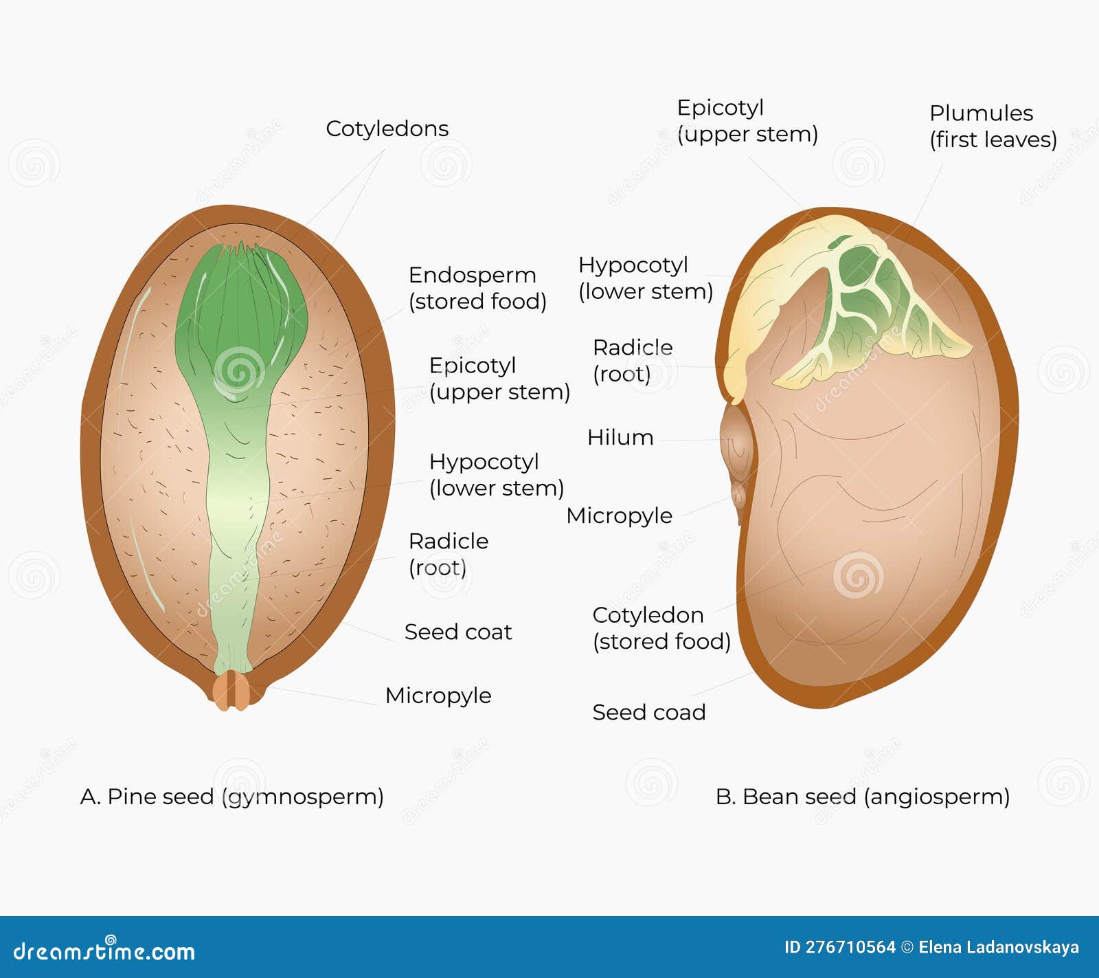 Pine Seed Bean Seed Botanical Illustration Stock Vector Illustration