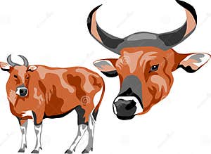 Banteng Vector Stock Vector Illustration Of Horn Mammal 282589198