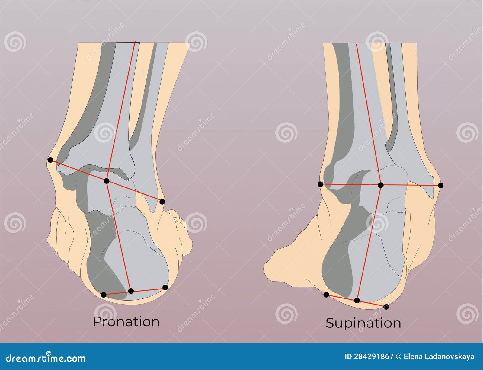 Foot Supination and Pronation Vector Illustration. Stock Vector ...