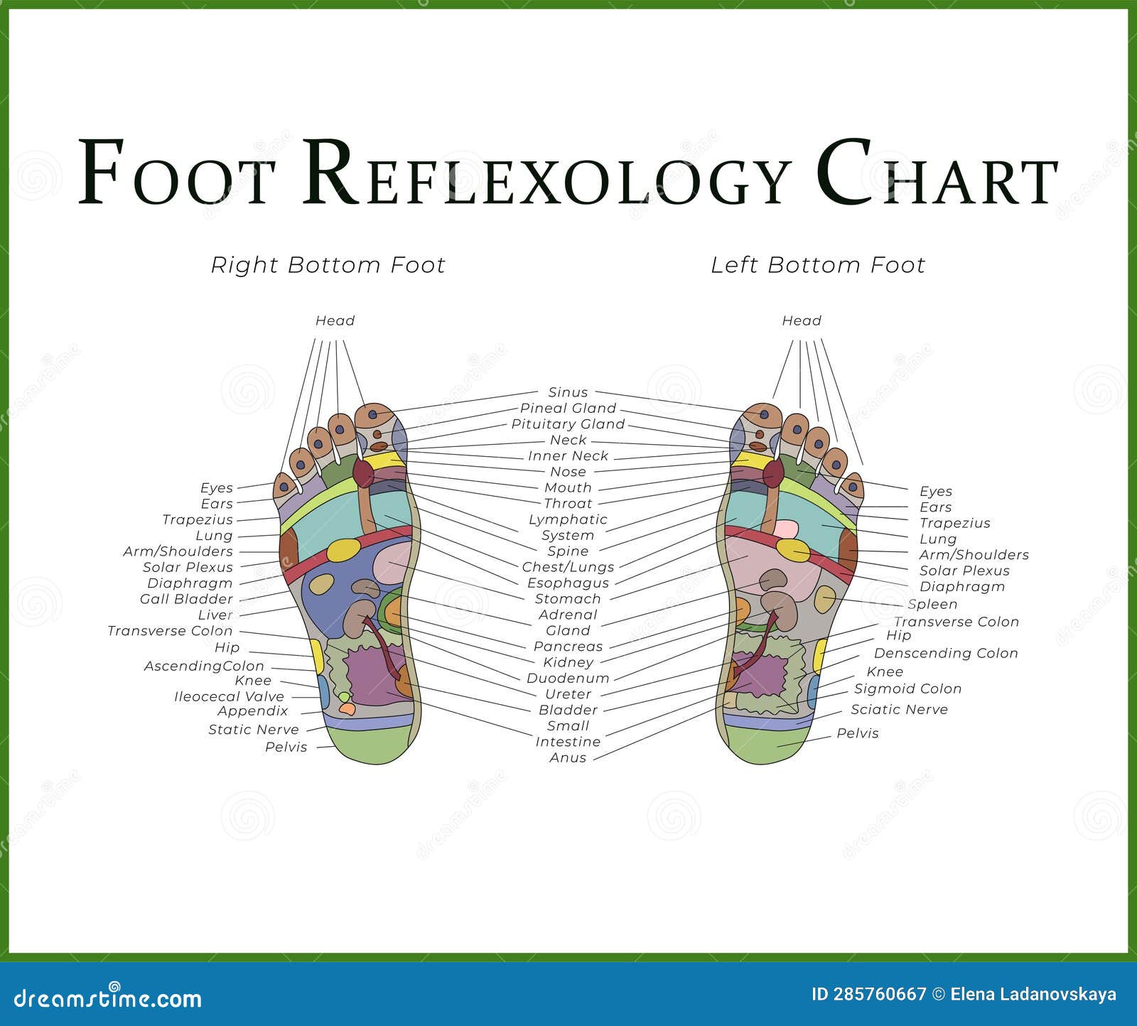 Foot Reflexology Chart. Medical Iilustration for for Doctors, Massage Therapists and Students