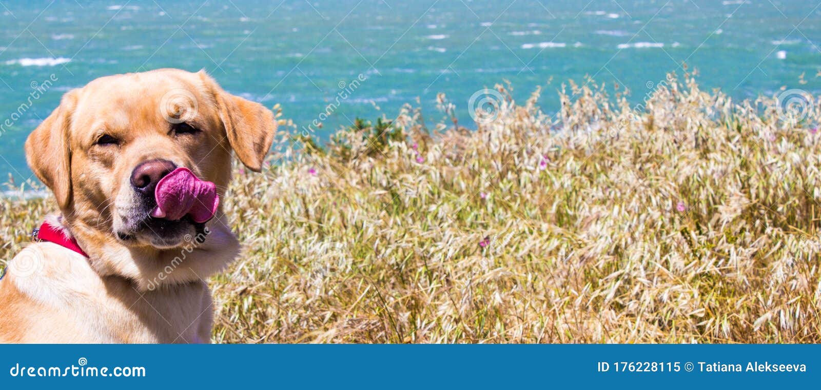 Web Banner with Happy Labrador Retriever Yellow on the Shore at the Beach.  Outdoor Summer Wallpaper with Cute Dog Pet and Blue Stock Image - Image of  person, beautiful: 176228115