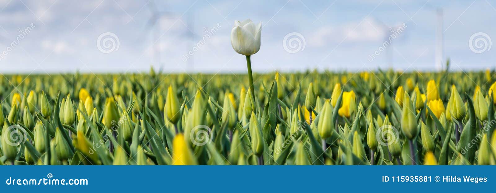 web banner with yellow tulips fields during springtime in the n