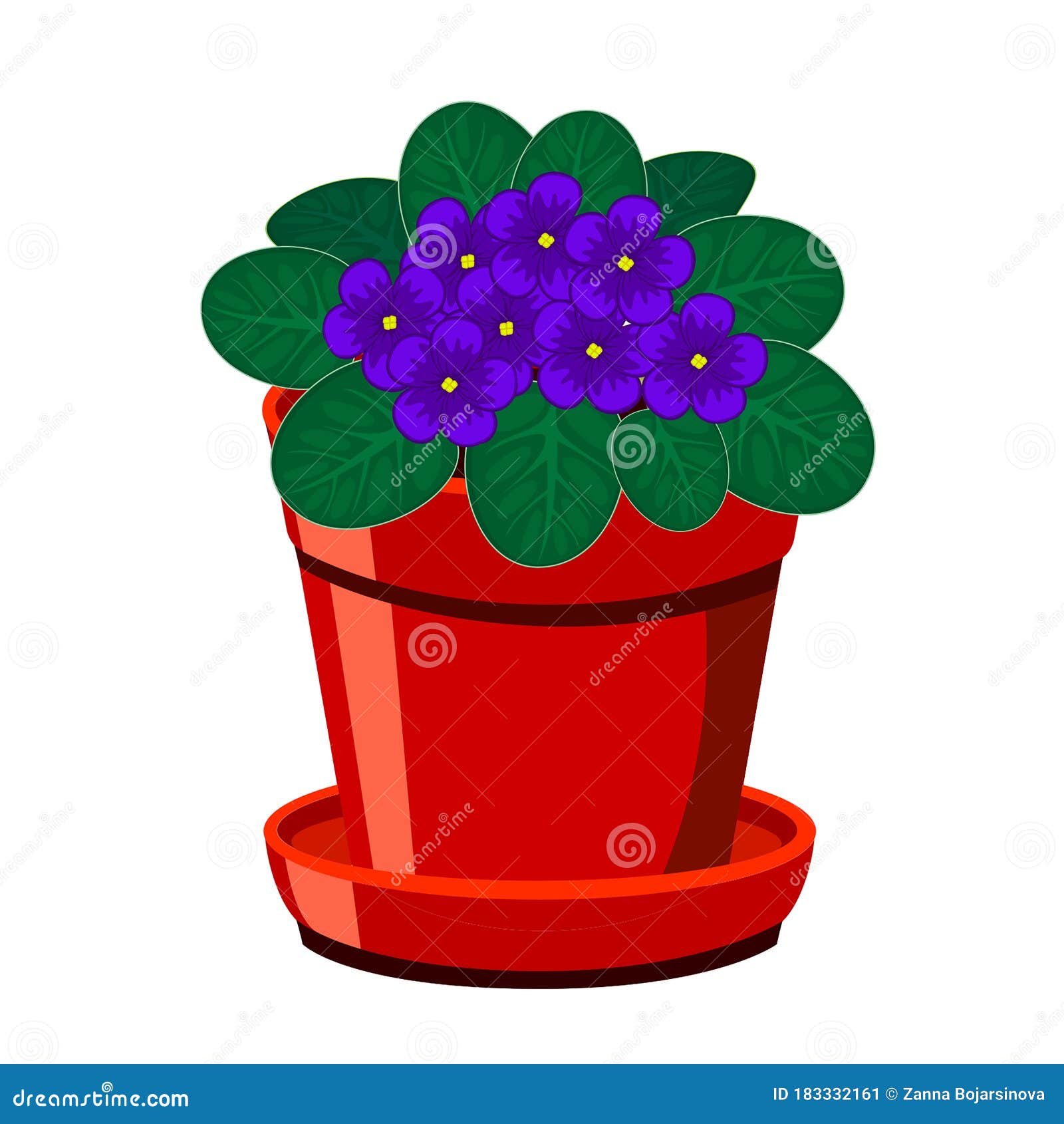 blooming african violet flower in the pot