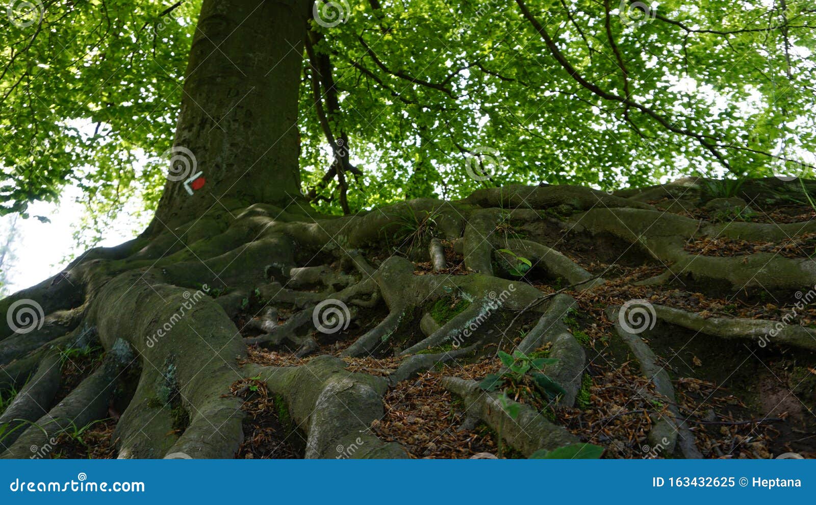  of Roots Growing Above Ground Under Tree Stock Image Image of