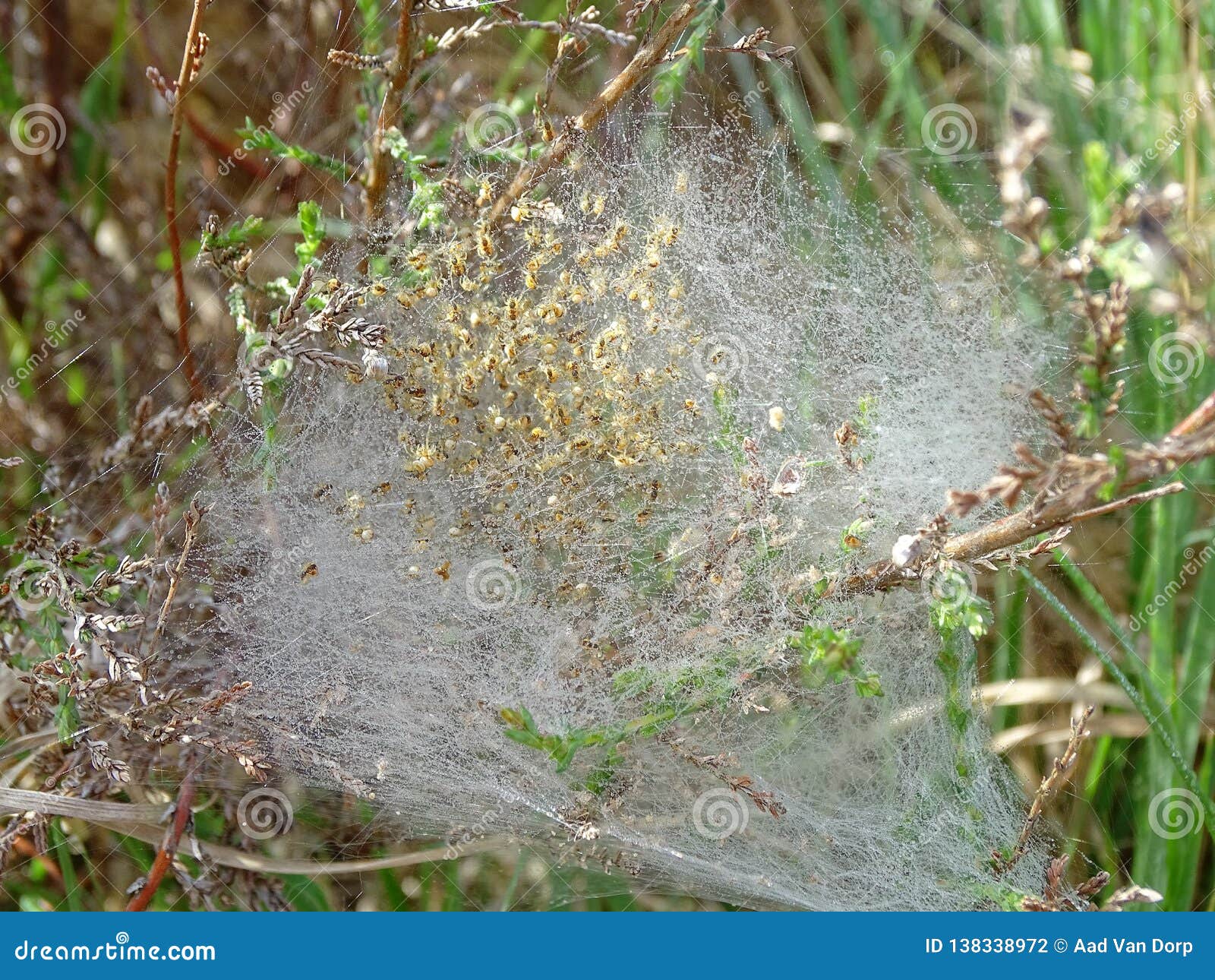 Web Serre Avec Le Nid D Araignee Photo Stock Image Du Araignee Rampement Web Serre Avec Le Nid D Araignee Photo Stock Image Du Araignee Rampement