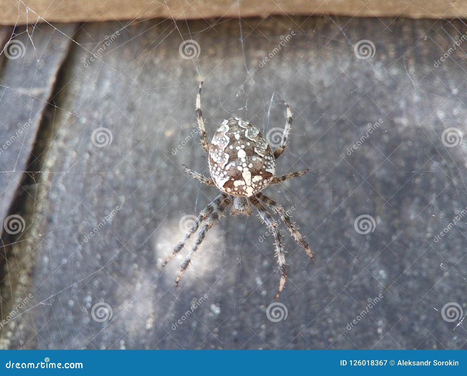 Kampioenschap Verrijken Productie Web, Spin, Achtergrond, Aard, Macro, Het Spinnen, Close-up, Dierlijk Rood,  Zwart, Groot, Geel, Kleurrijk, Natuurlijk, Het Wild, I Stock Afbeelding -  Image of rood, naughty: 126018367