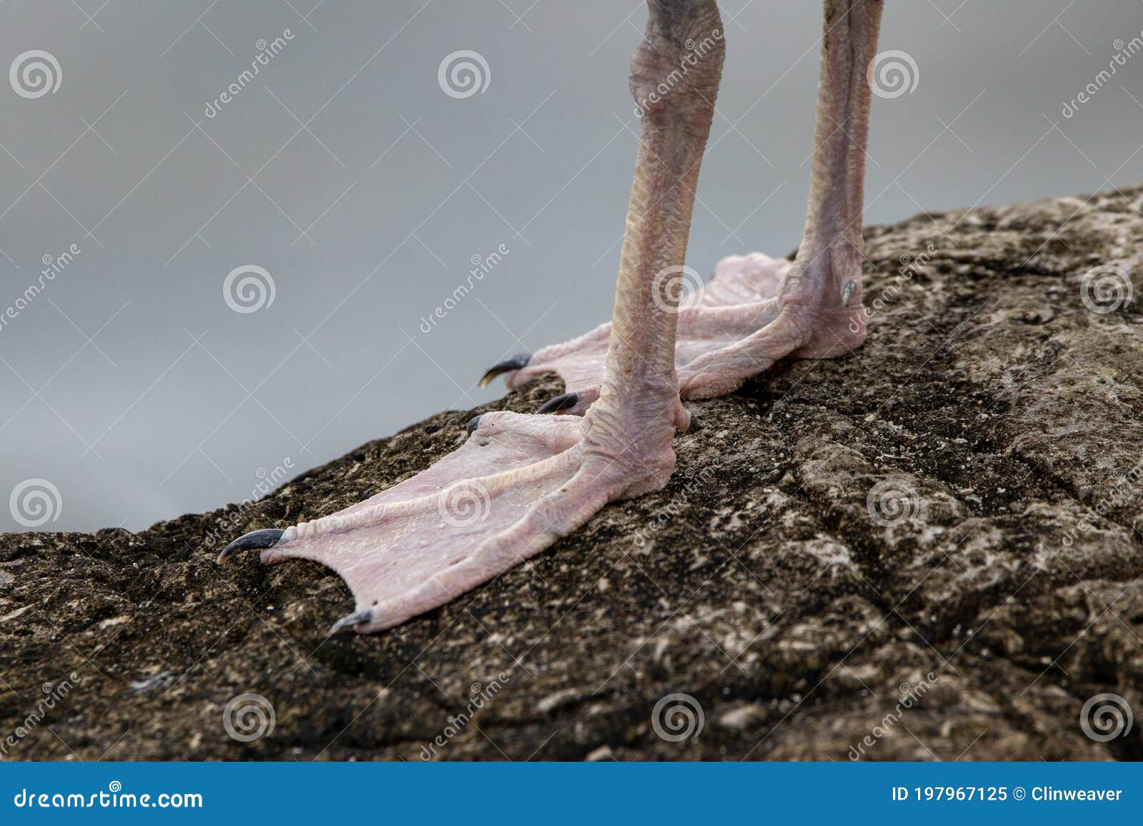 bed Seagull Feet stock image. Image of foot, standing 197967125