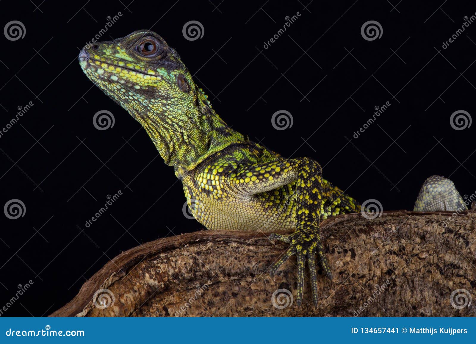 weber`s sailfin lizard hydrosaurus weberi
