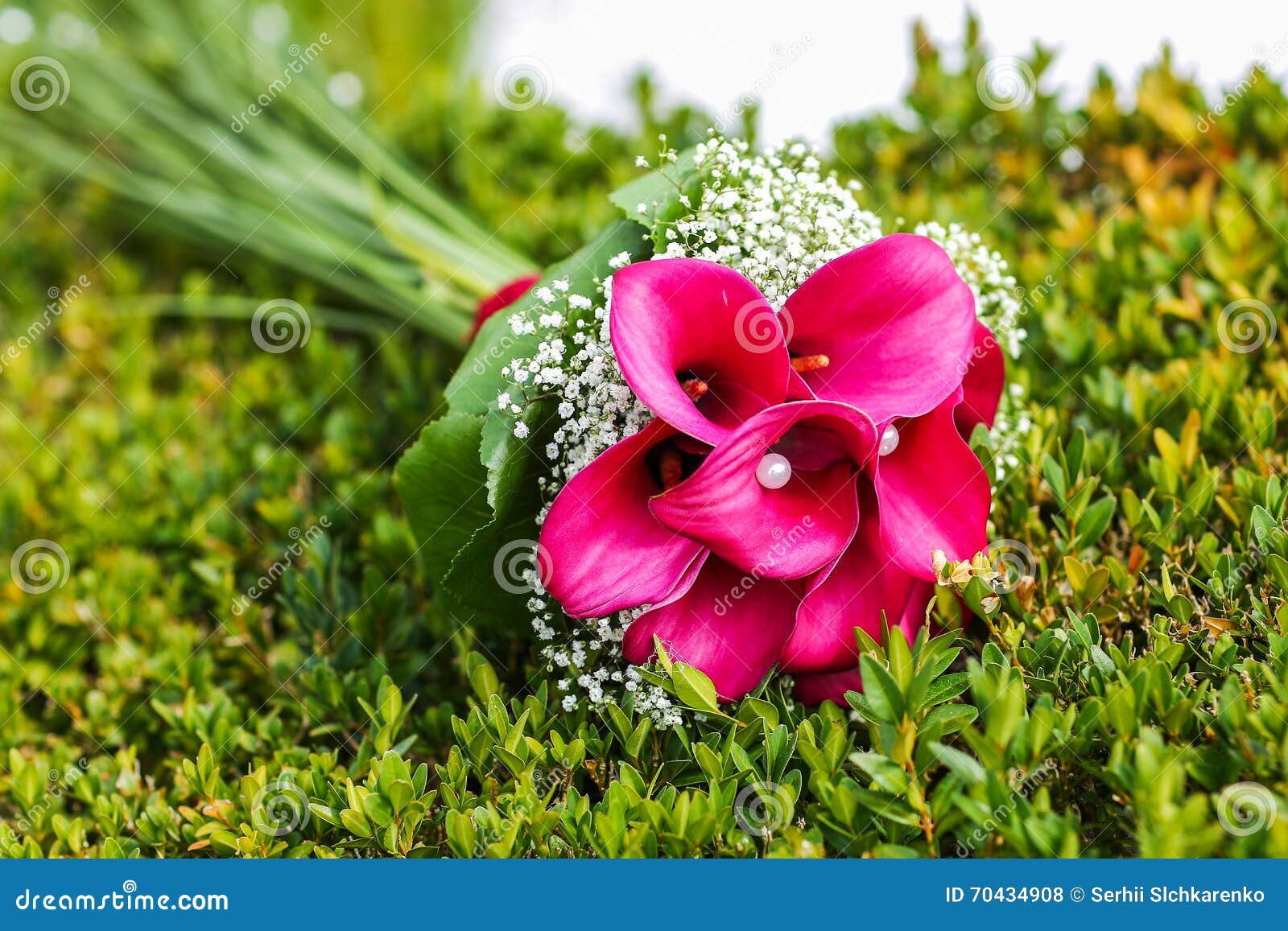 Wedding Bouquet of Pink Calla Lilies Lying on Grass Stock Photo Image