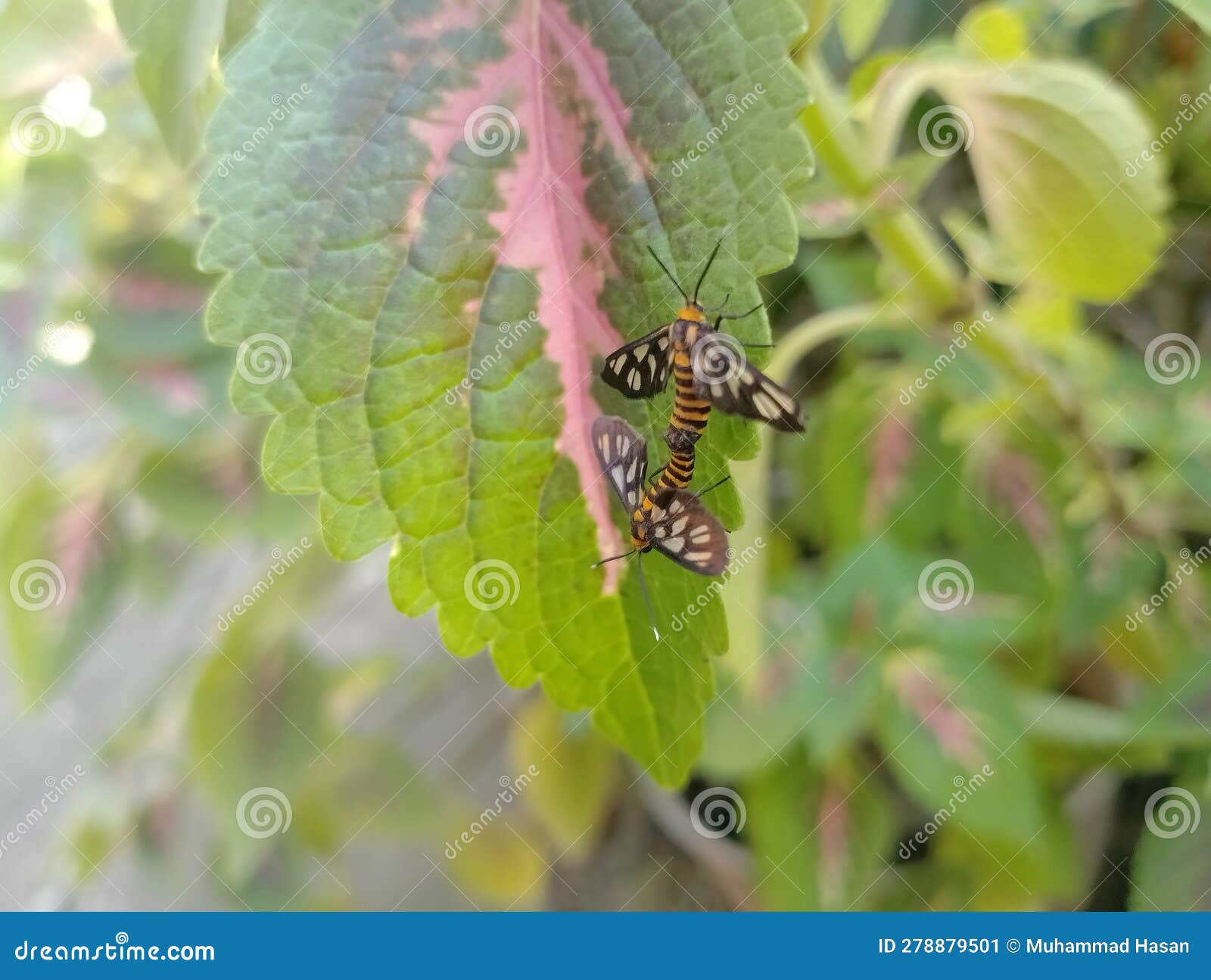 The wedding butterfly stock image. Image of arthropod 278879501