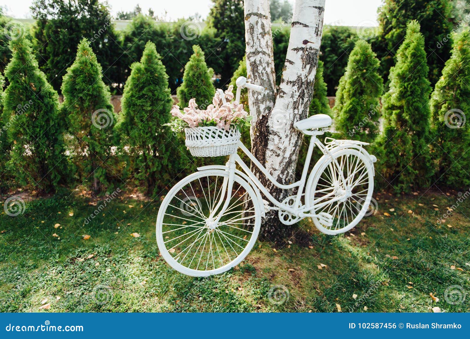 Wedding Decor with White Bicycle and Flowers Stock Photo - Image of ...