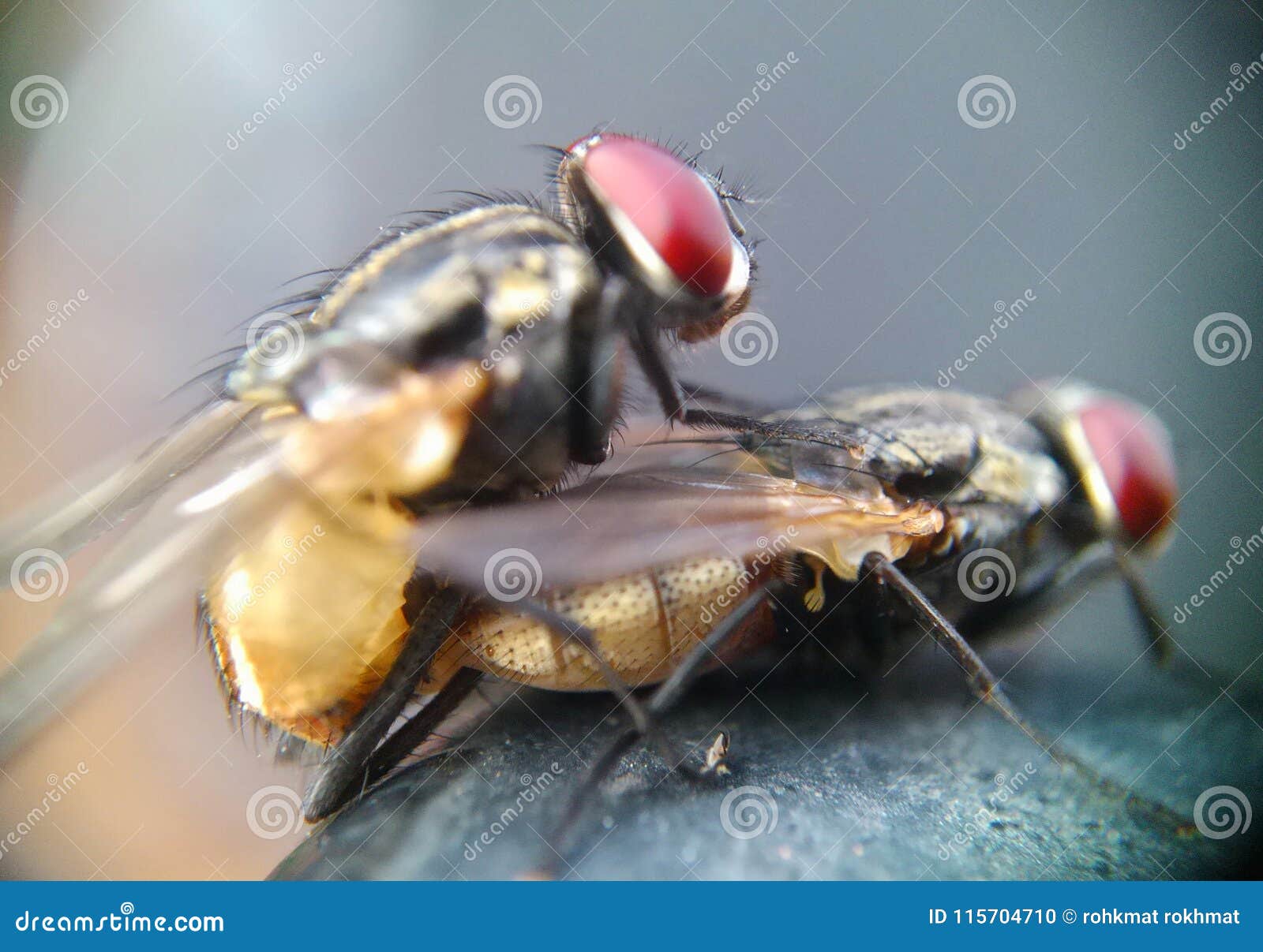 Wedding flies stock photo. Image of wedding, flies, activity 115704710