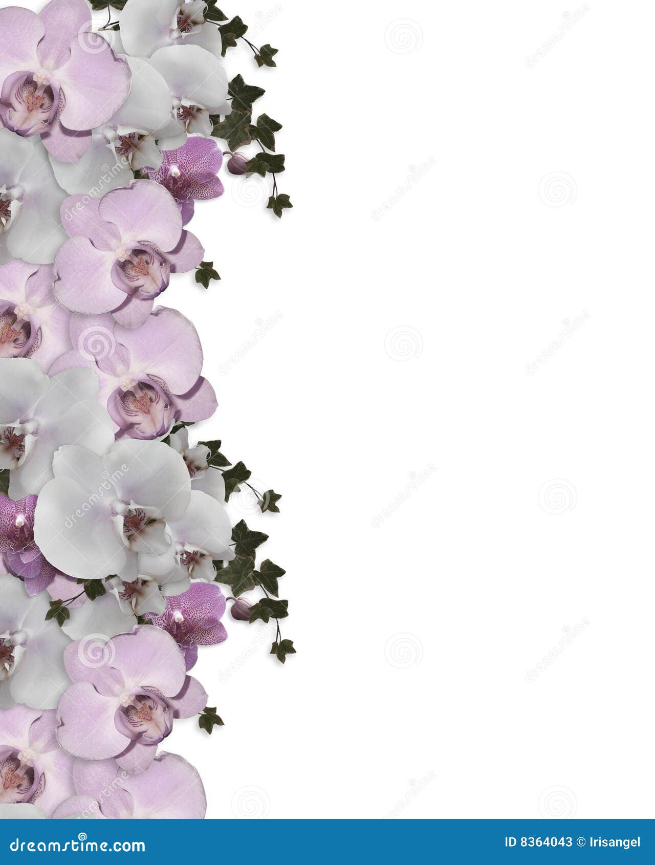 Wedding Invitation Border Orchids Ivy Stock Illustration - Illustration