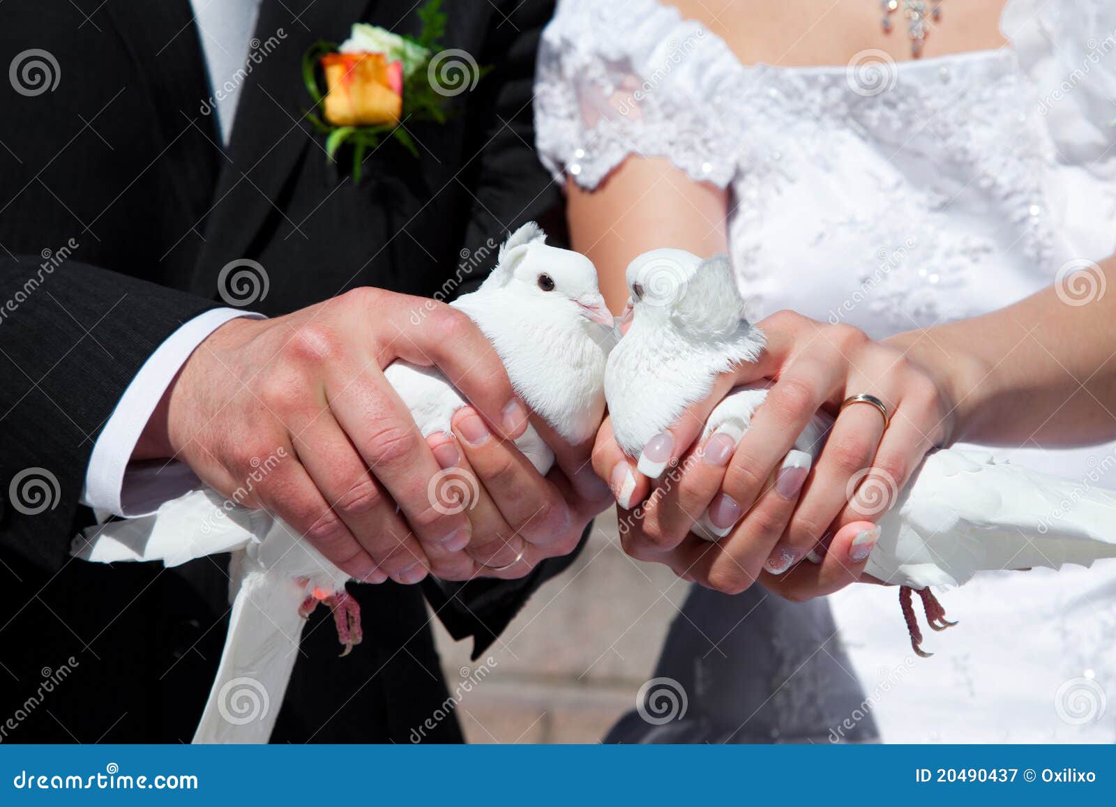 Wedding pigeons stock image. Image of dove, happy ...