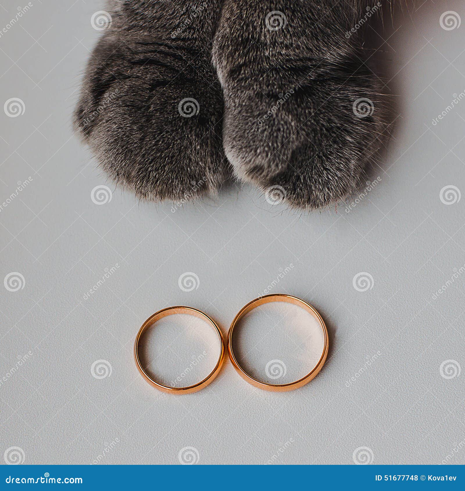 Wedding rings and cat stock photo. Image of white, paws 51677748