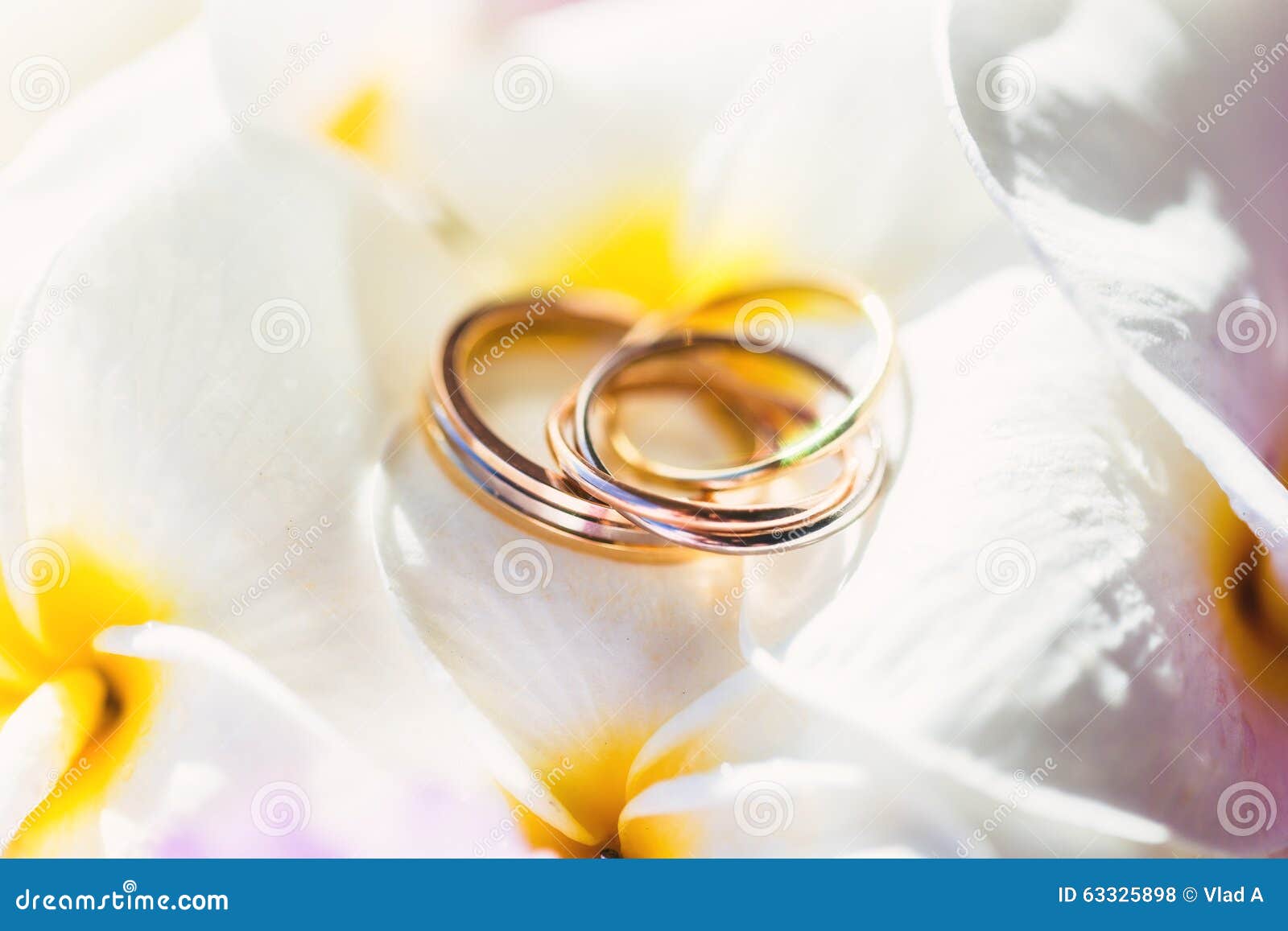 Wedding Rings in Flowers Frangipani Stock Photo Image of anniversary