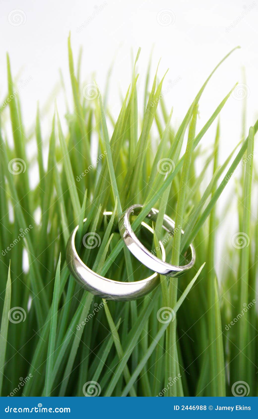 Wedding rings in the grass stock photo. Image of growth 2446988