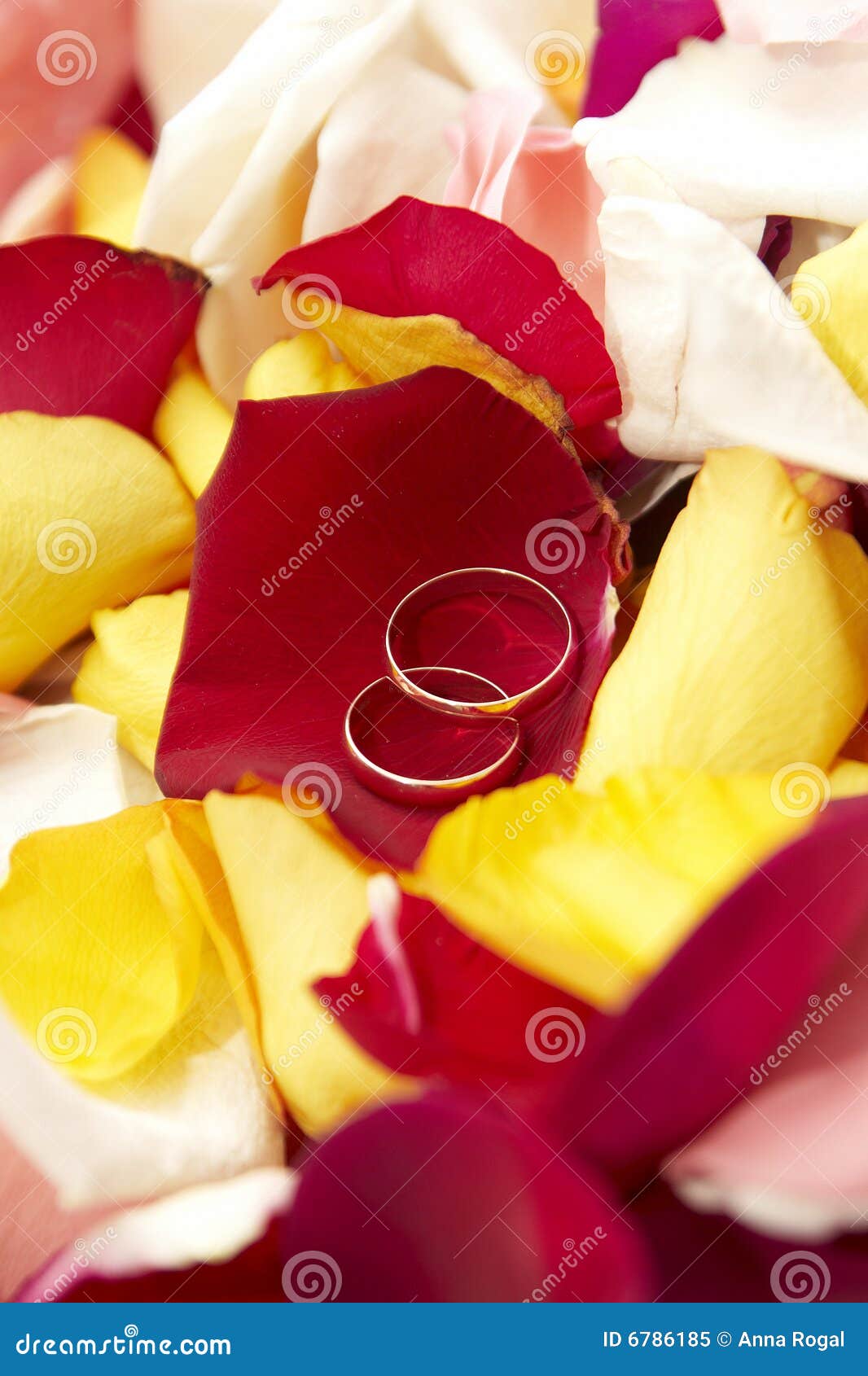 Wedding Rings on Petals of Roses. Stock Image Image of engagement, jeweler 6786185