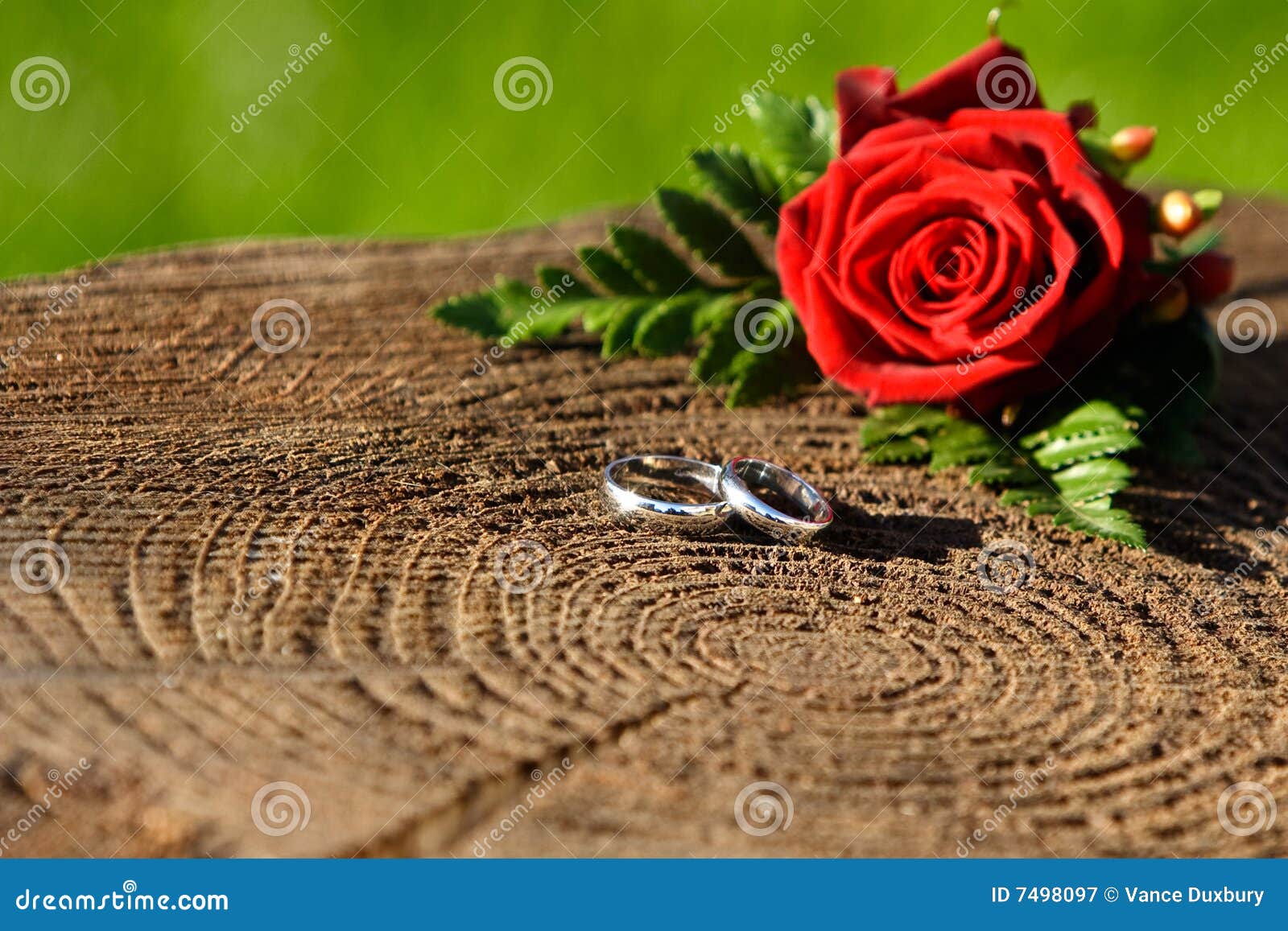 Wedding rings with rose stock image. Image of bridal, peach - 7498097