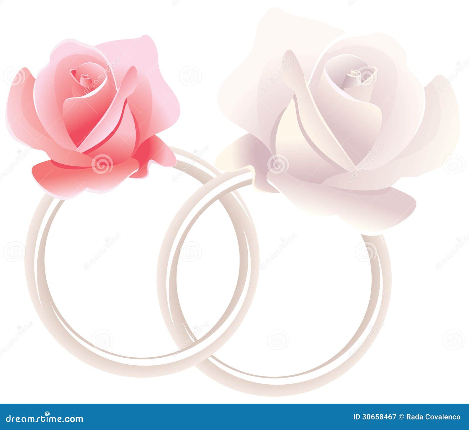 Wedding rings and roses stock vector. Illustration of family 30658467
