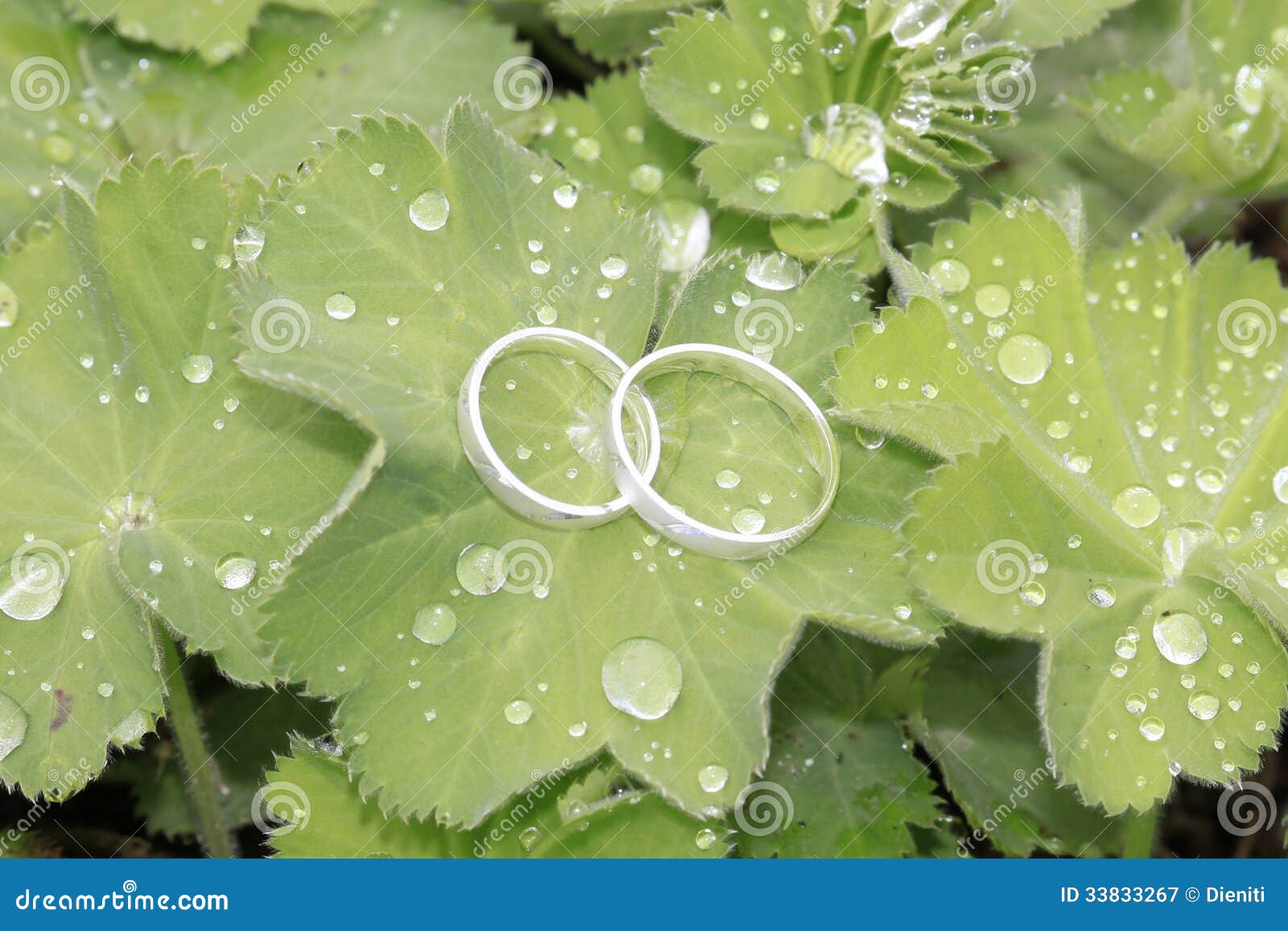 Wedding Rings in White Gold on Green Leaf Stock Image Image of rings