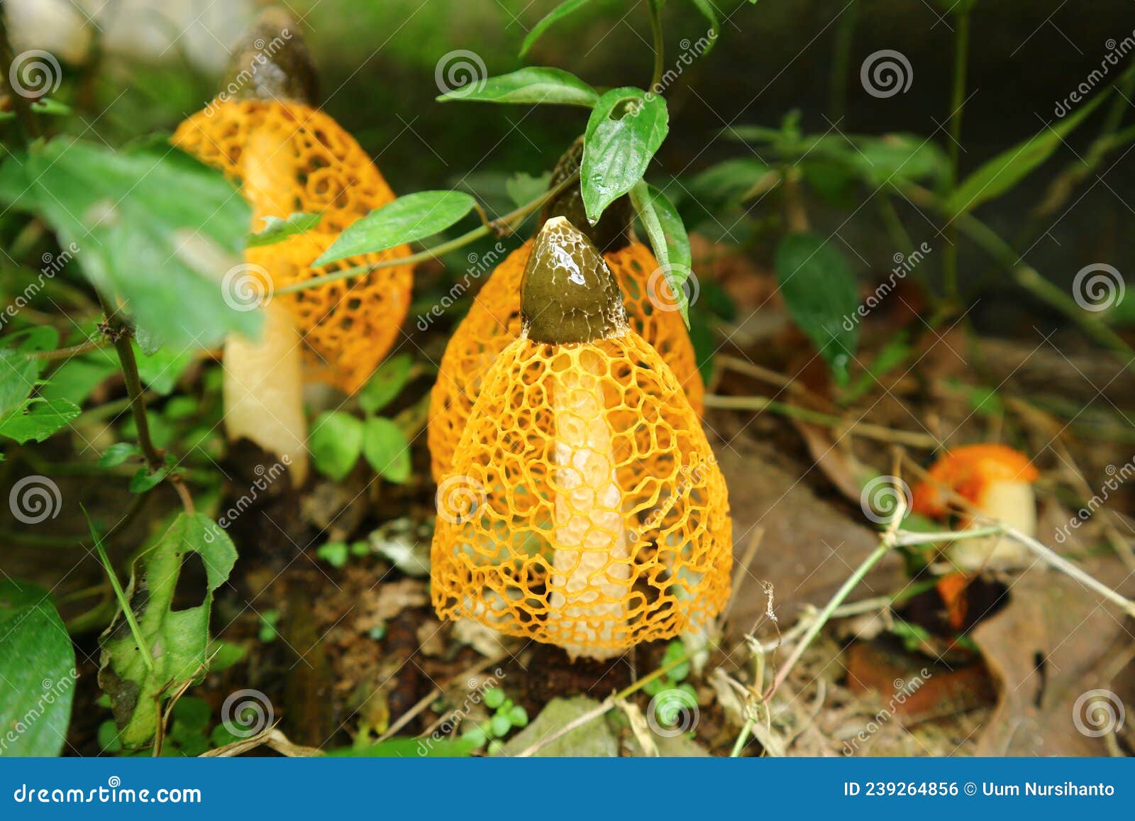 Wedding Veil Mushroom Plant is Categorized As a Rare Plant Stock Photo