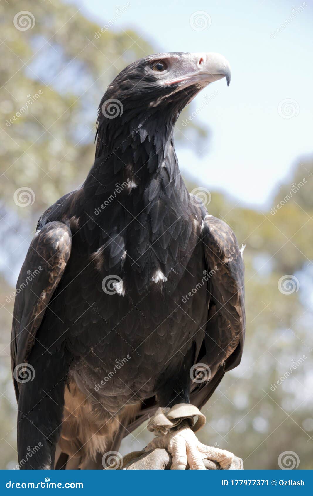 The Wedge Tail Eagle is Looking for Prey Stock Image - Image of outside