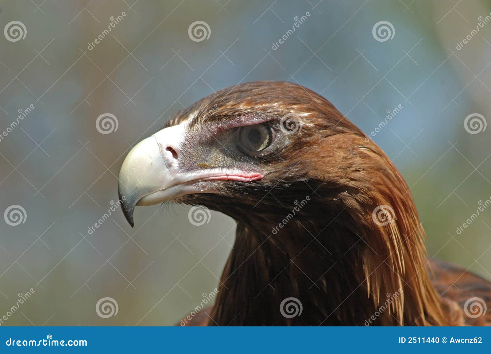 wedge-tailed eagle