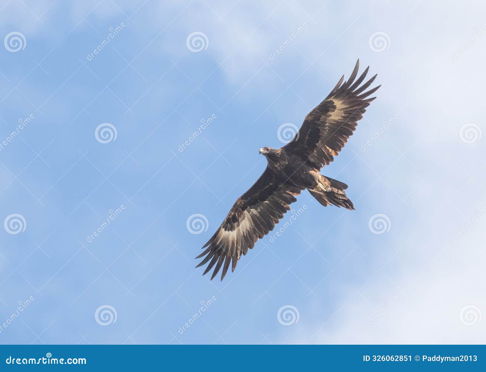 wedge-tailed eagle (aquila audax) australia's largest bird of prey in flight.