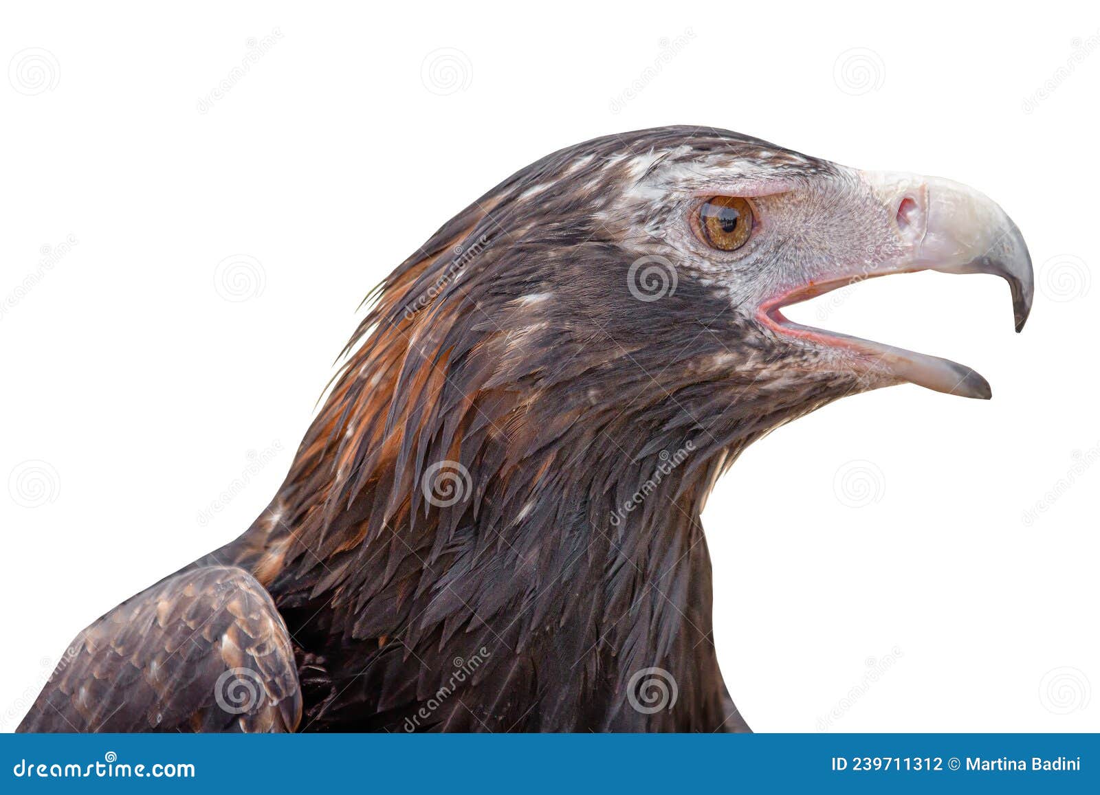 Eagle Png Stock Photos - Free & Royalty-Free Stock Photos from Dreamstime
