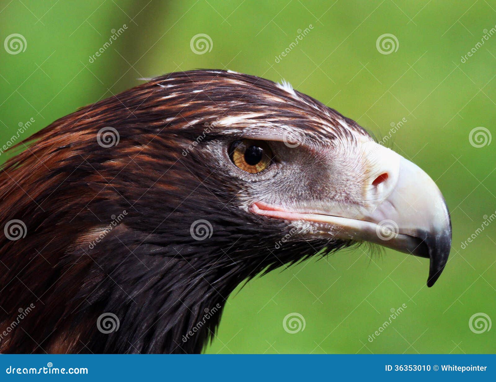 Wedge-Tailed Eagle Closeup stock photo. Image of native - 36353010
