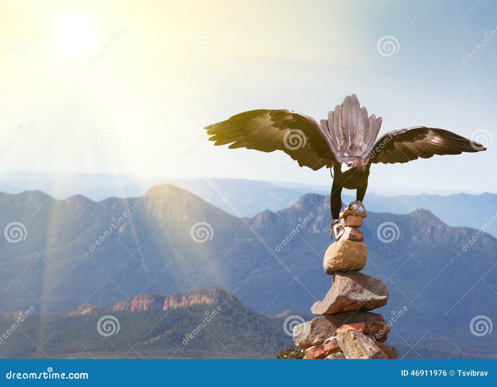 Wedgetailed Eagle Landing on Rock Cairn on Mountain Top Stock Photo