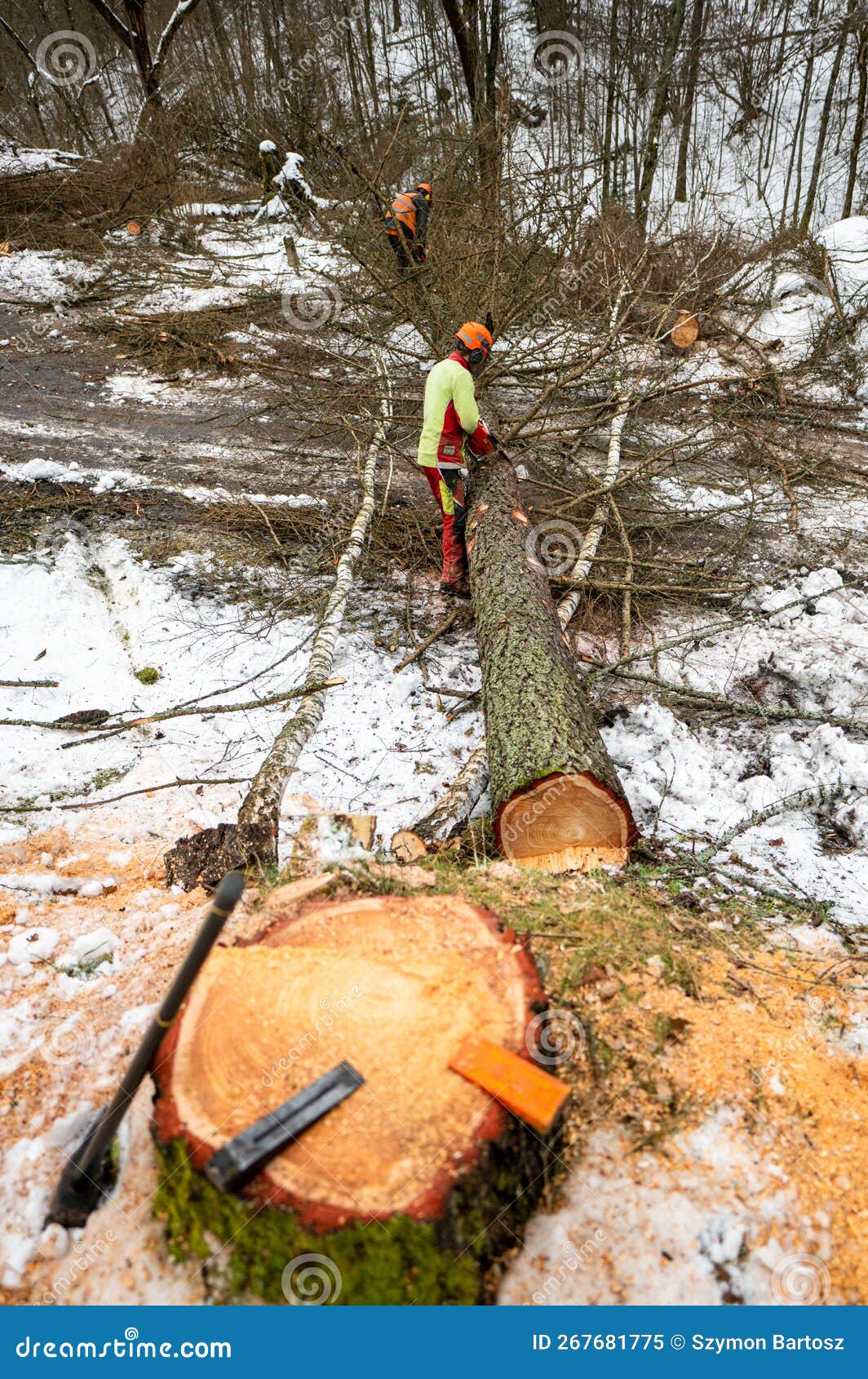 Wedges and a Hammer Lying on a Stump of a Felled Tree Stock Image