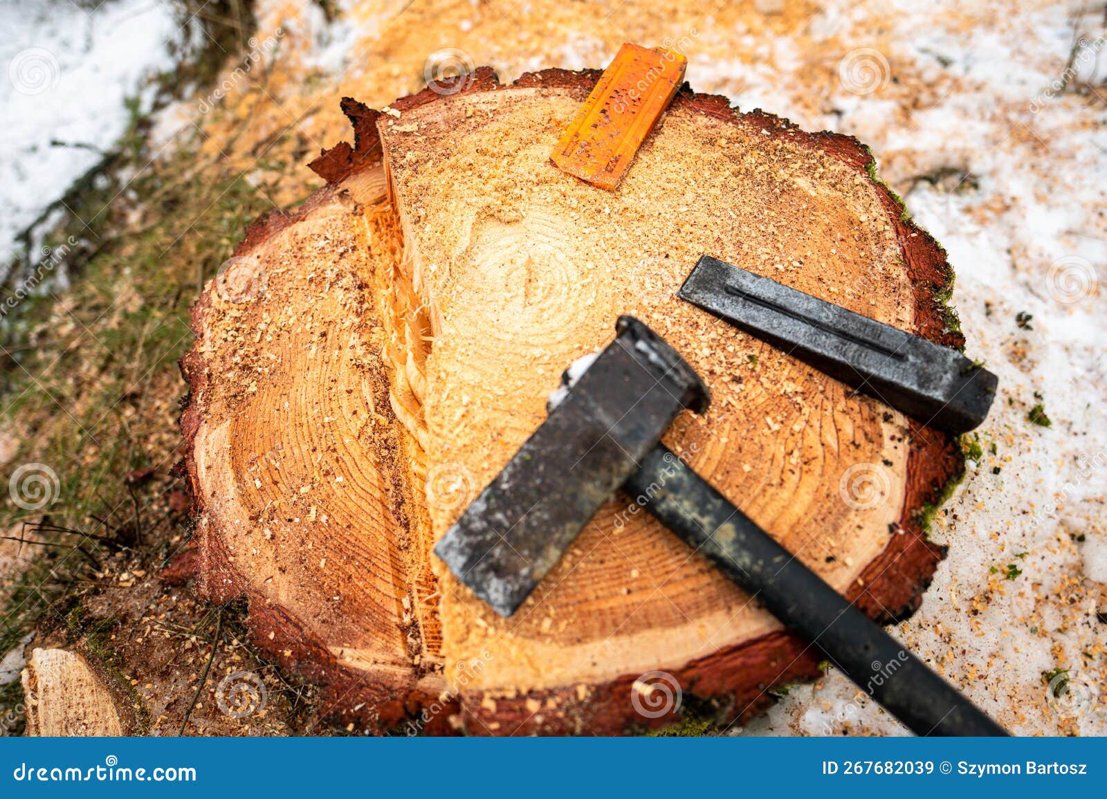 Wedges and a Hammer Lying on a Stump of a Felled Tree Stock Image