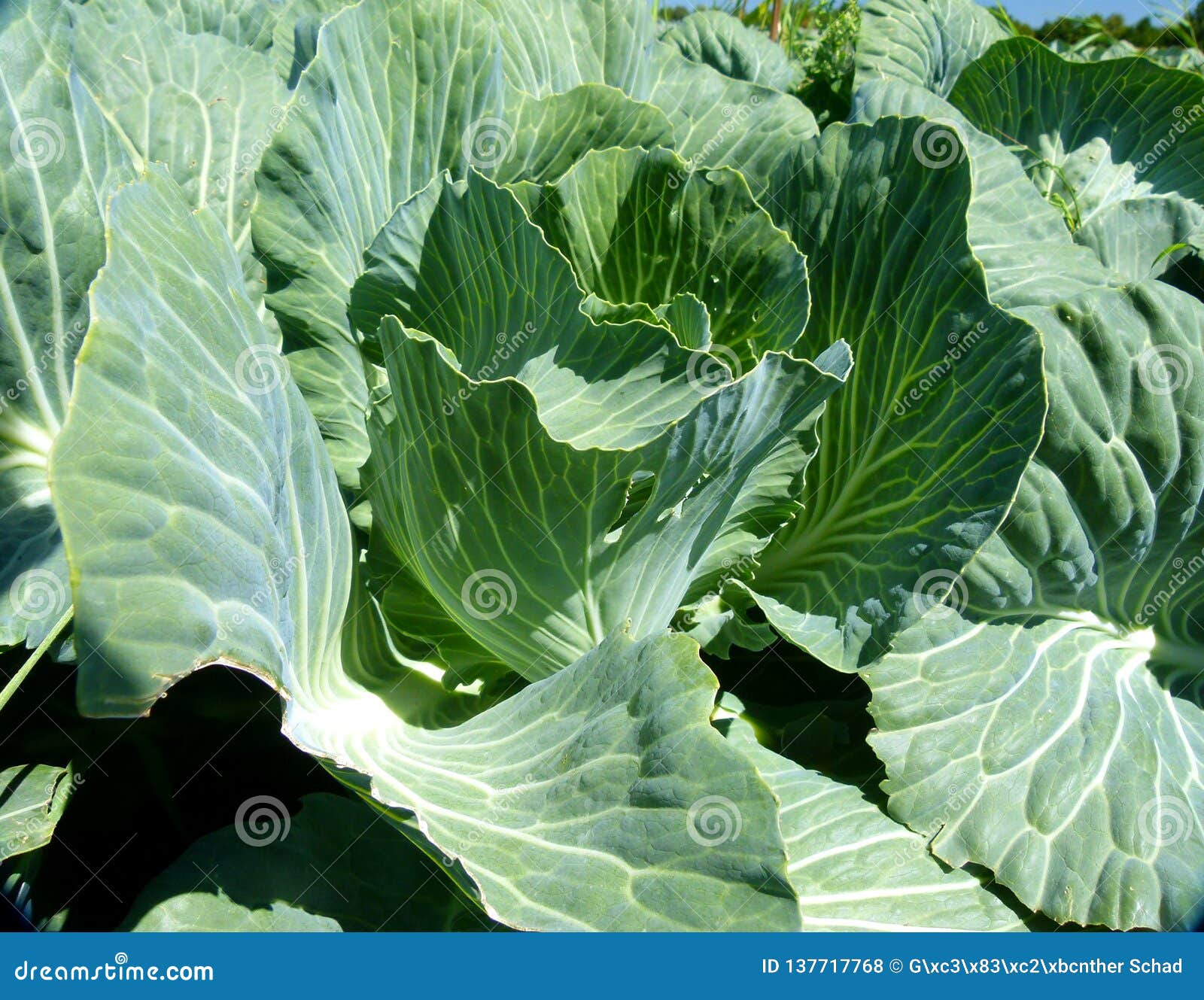 cabbage on the field just before the harvest
