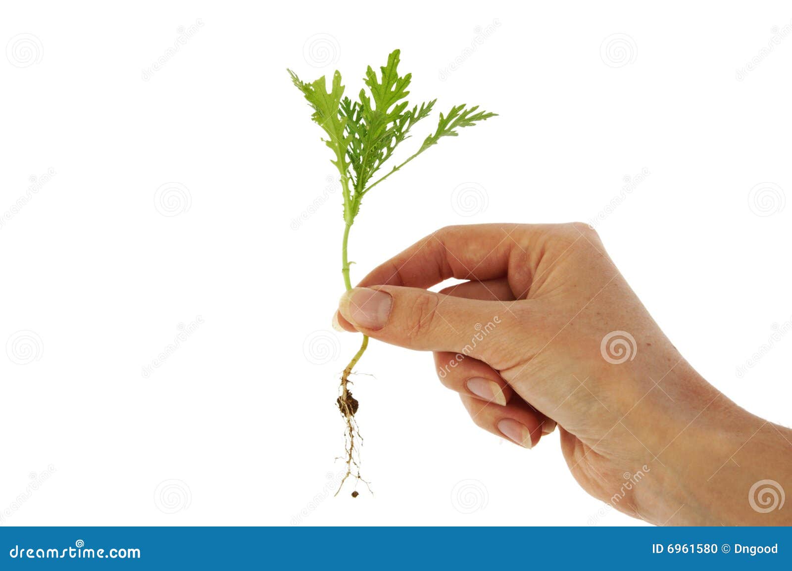 Weed in fingertips stock photo. Image of botany, garden 6961580