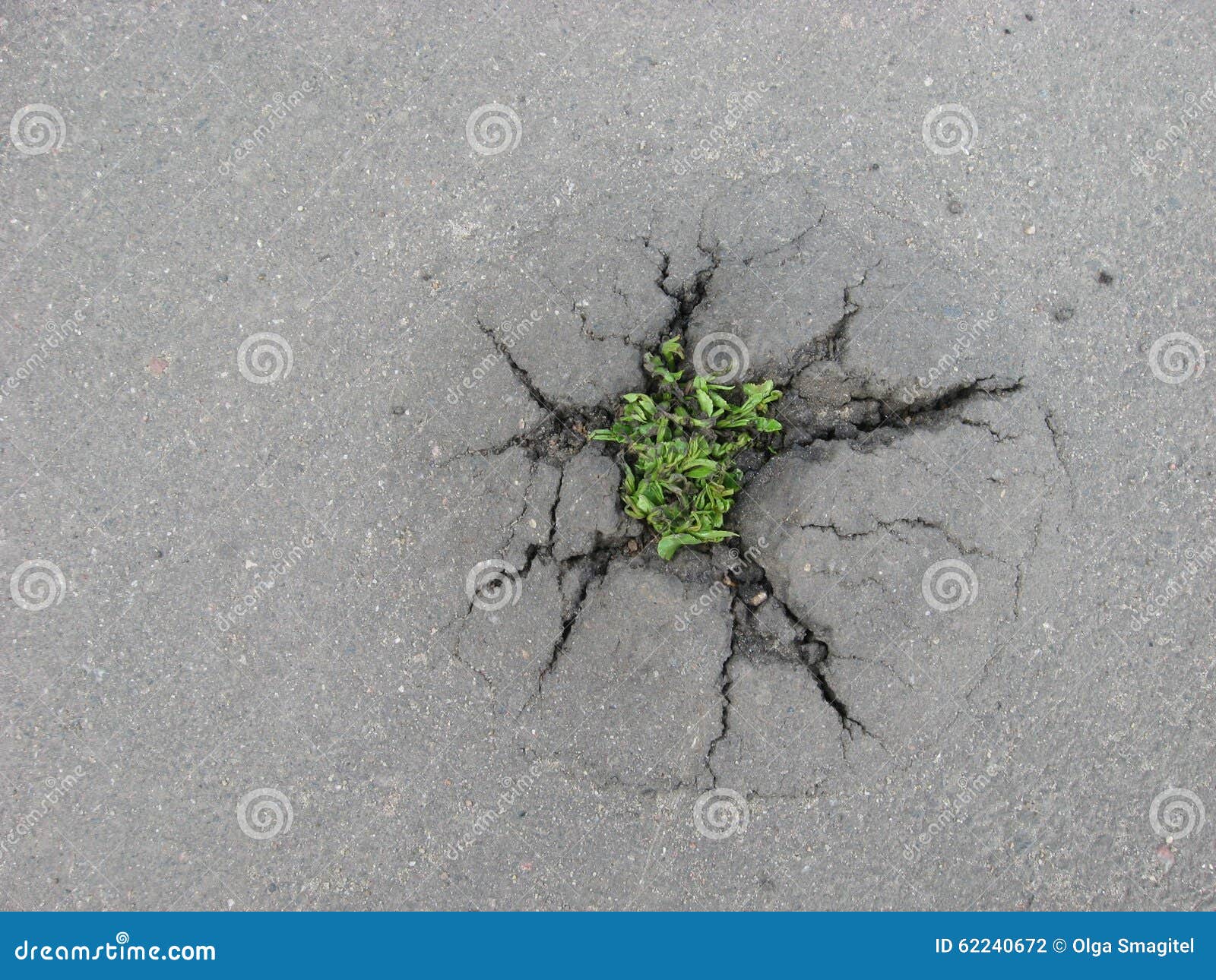 Weed Growing through Crack in Pavement Stock Photo Image of sidewalk