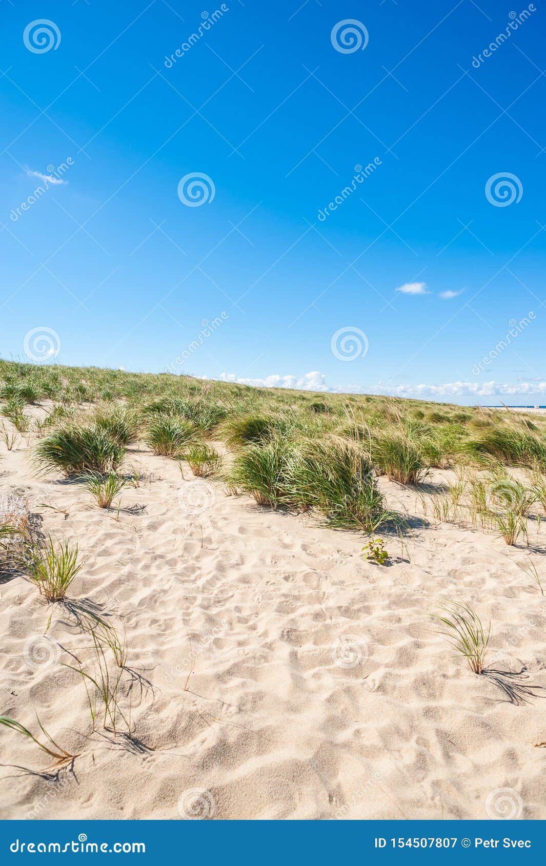 Weed Growing on a Sandy Beach Stock Image Image of tourism, blue
