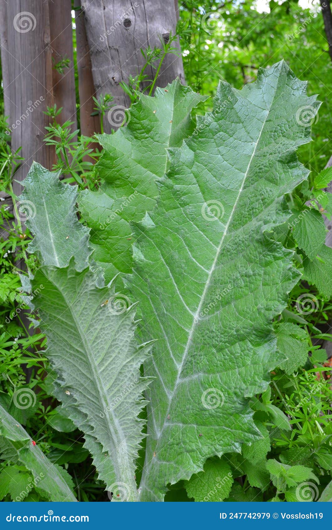 Weed with Large Leaves with Thorns. Stock Image Image of natural