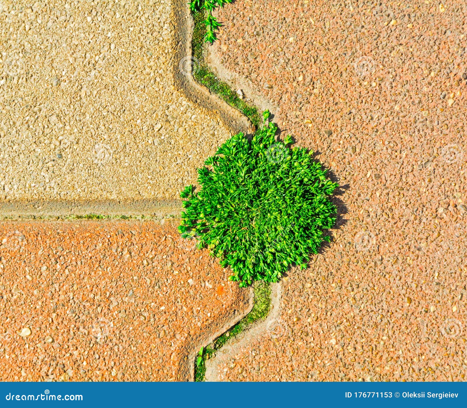 Weed Sprouts between Paving Slabs Stock Image Image of mosaic