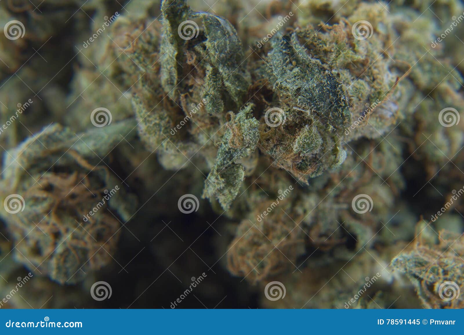 Weed Tops stock image. Image of smoker, netherlands, burning 78591445