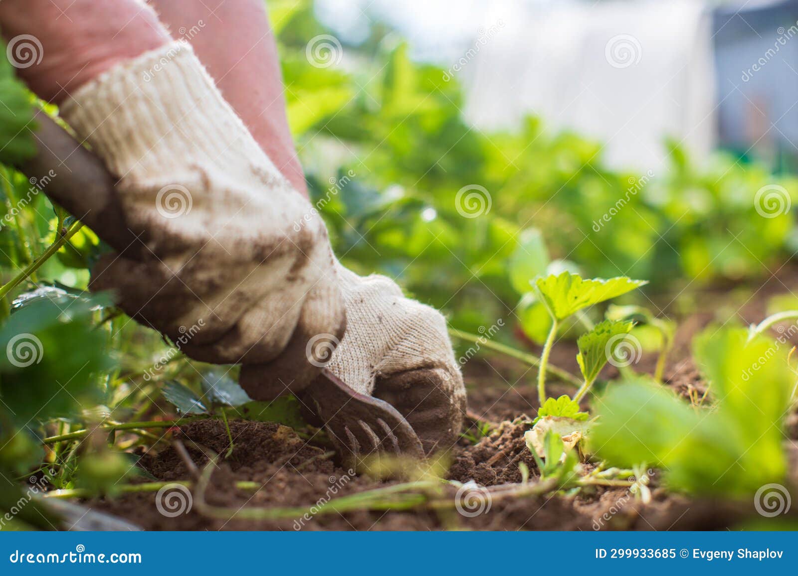 weeding beds with agricultura plants growing in the garden. weed control in the garden. cultivated land close-up