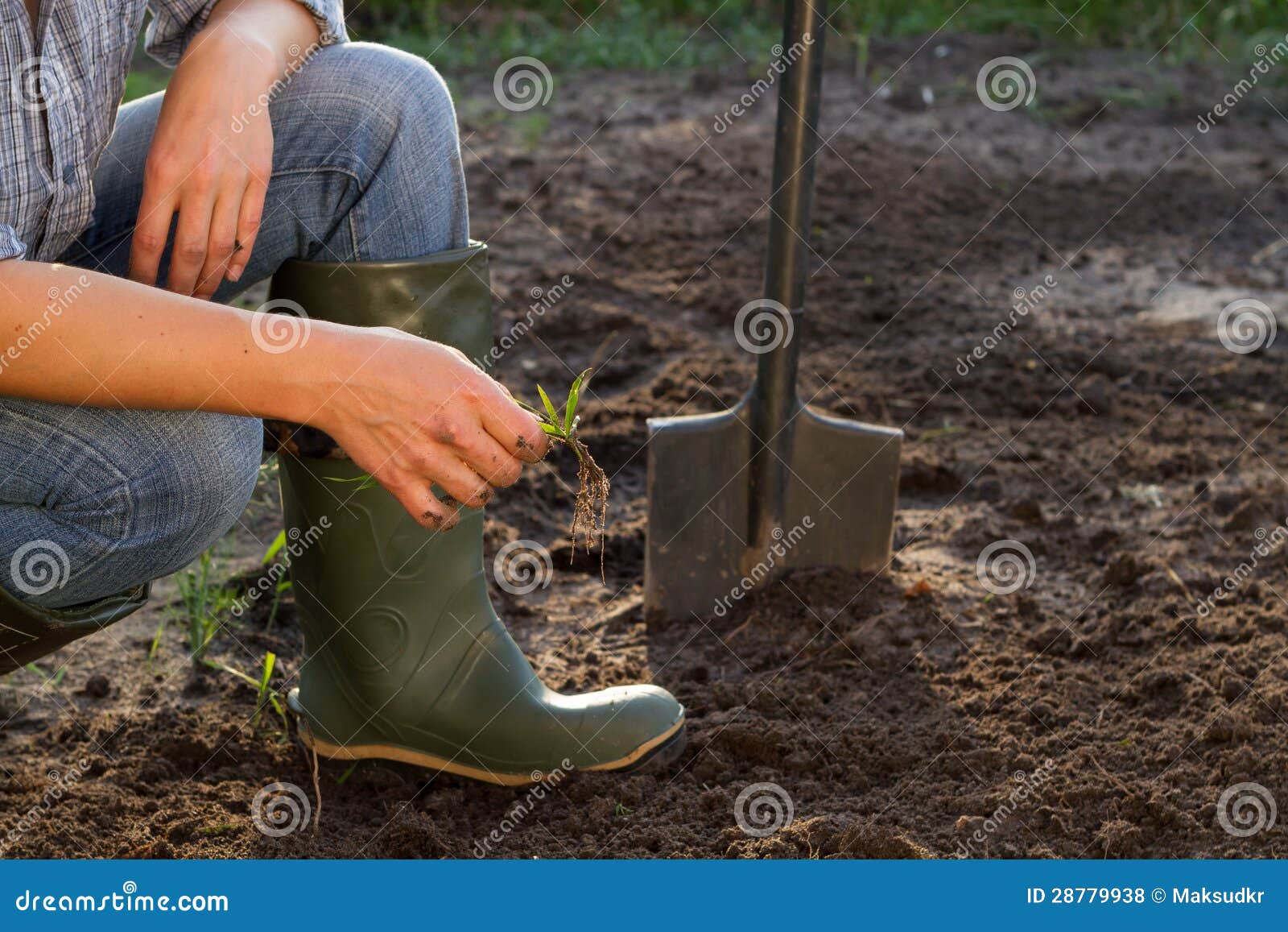 Weeding of kitchen garden stock photo. Image of green - 28779938