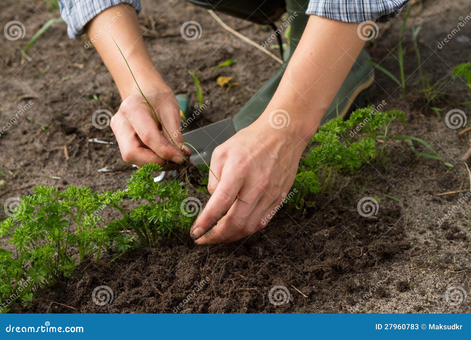 weeding of parsley bed