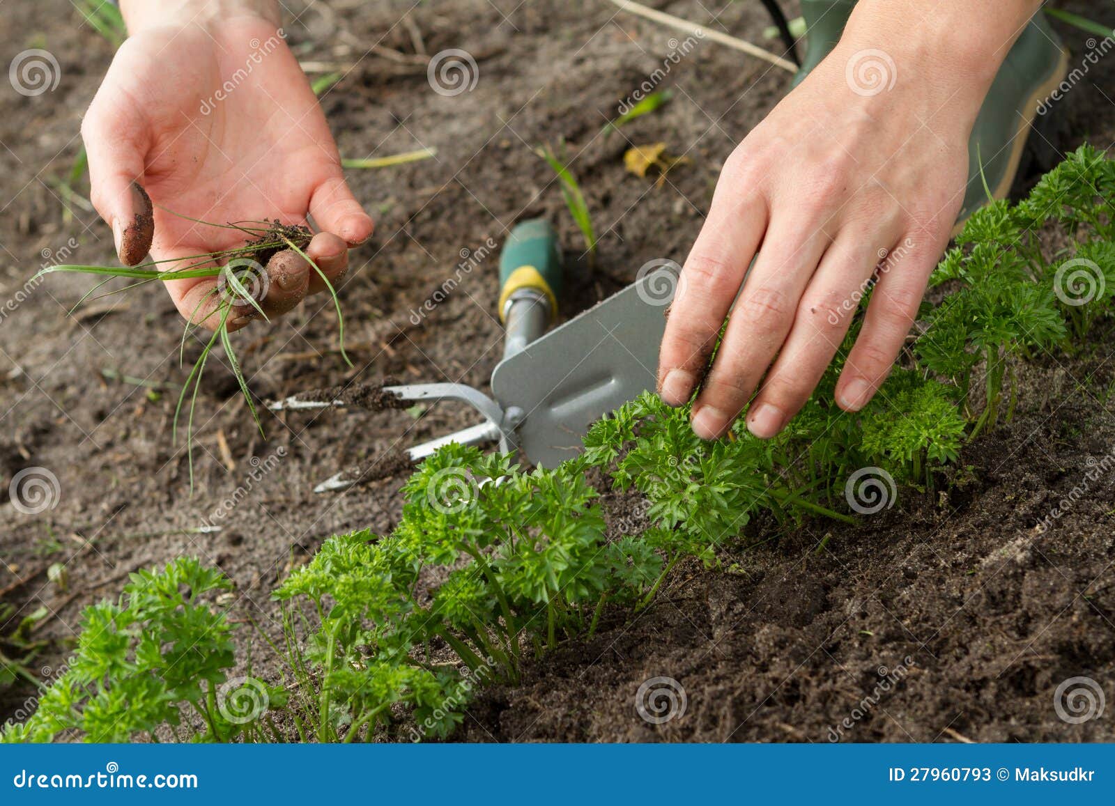 weeding of parsley bed