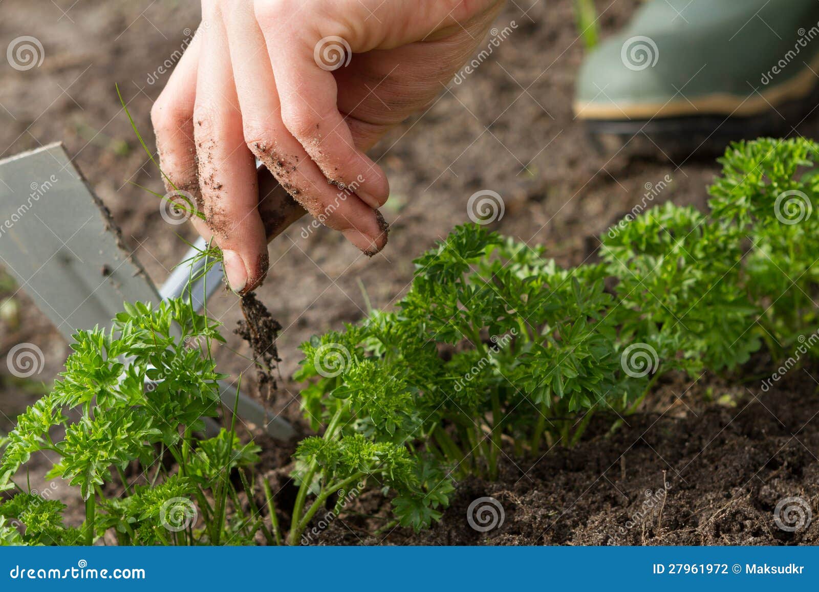 weeding of parsley bed