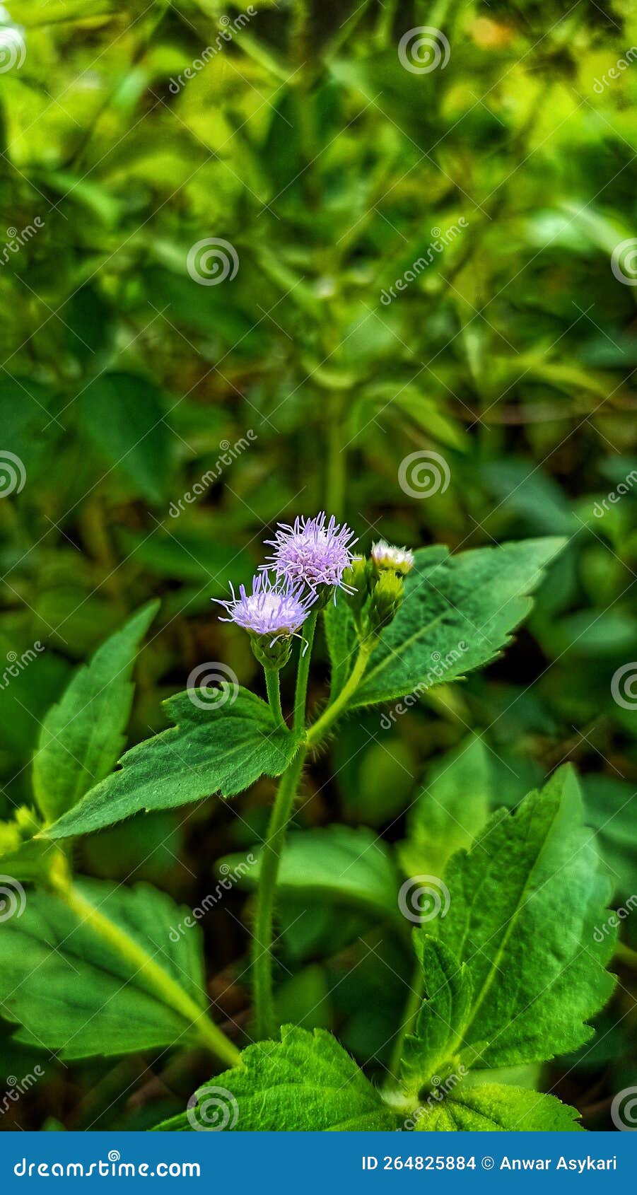 The Weeds Flowers are Blooming Stock Photo Image of produce, herb