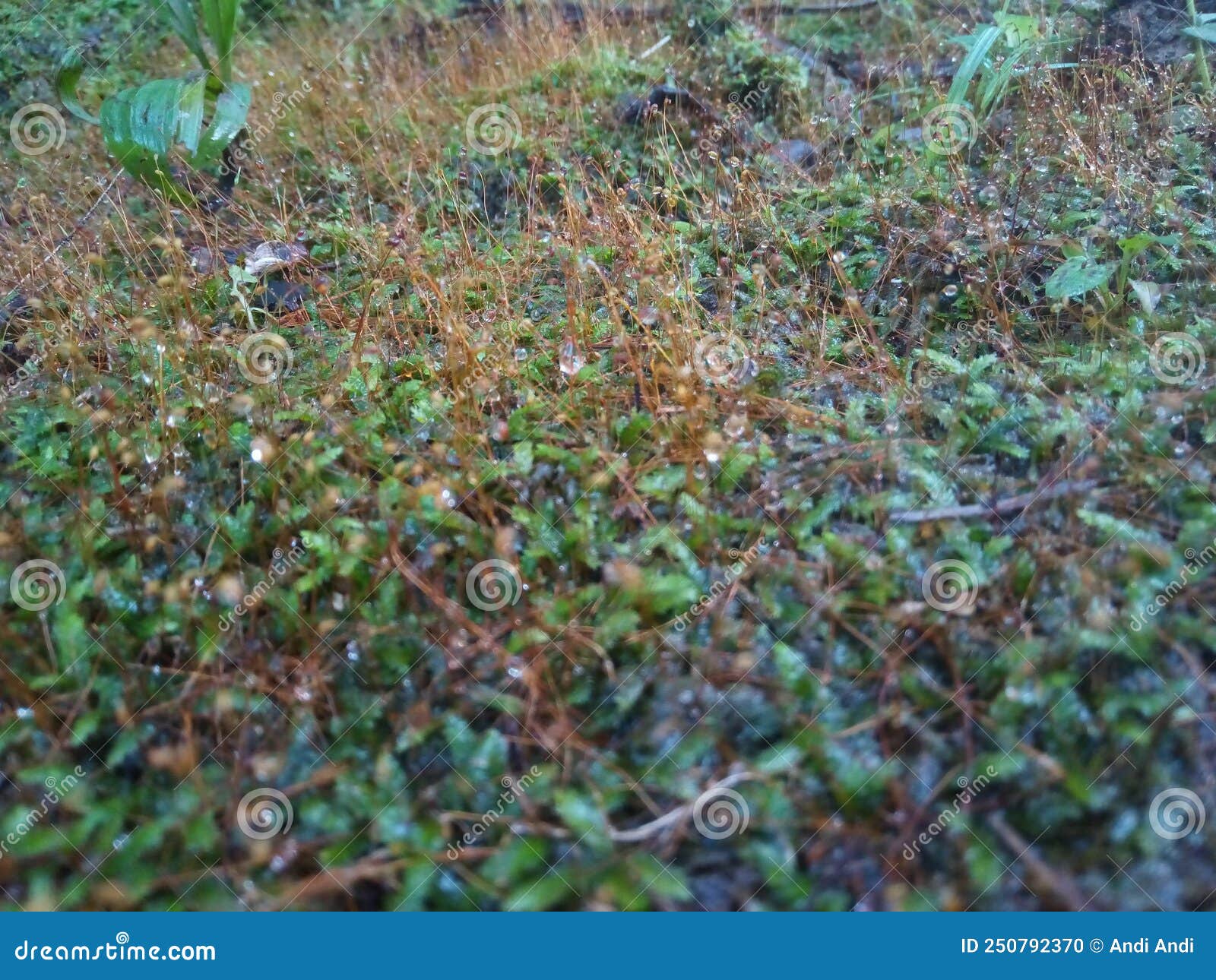 Weeds stock photo. Image of shrub, wildflower, tree 250792370