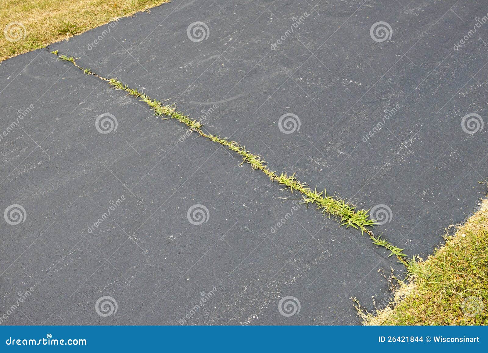weeds growing in asphalt driveway crack